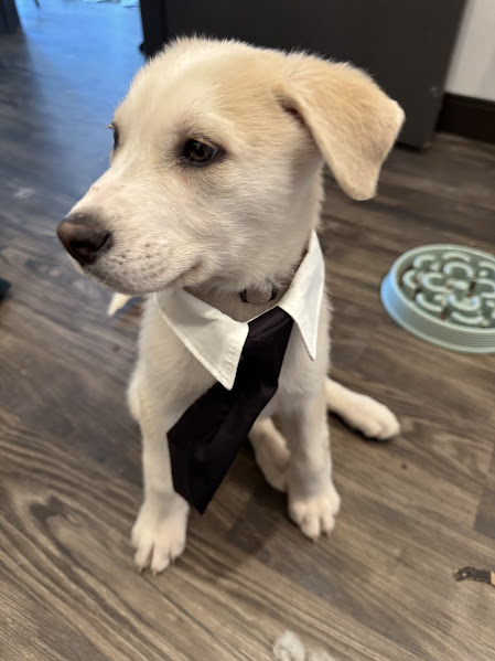 Enzo